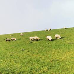Der Deichpflegetrupp ist unermüdlich im Dienst ☺️