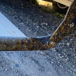 nicht Vogelscheisse sondern Heuschreckenscheisse