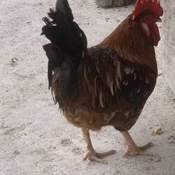 Its these fellas and the dogs that wake me up every morning.