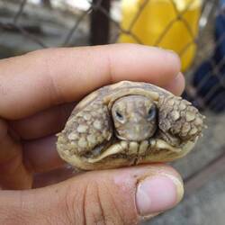 Diese ist noch unter einem Jahr alt