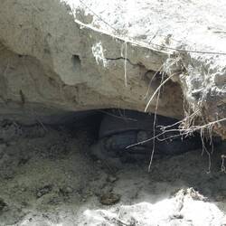 Die Wildvorkommenden verstecken sich zur Zeit alle, so wie diese hier