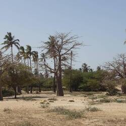 Baobabbäume vor Kokospalmen