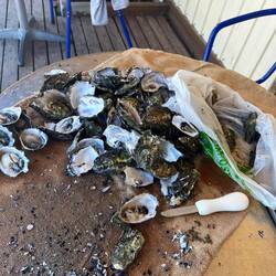 Oysters am Morgen vertreibt Kummer und Sorgen 😃