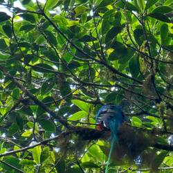 Ein Quetzal