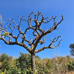 Der sieht nur so tot aus. Hat wohl gerade Winter...