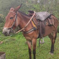 Bella, la mule de Mathias