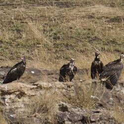 Die Geier beobachten und aus sicherer Entfernung