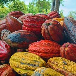 Cacao 😀. Pods are about 20cm long and each contain about 20 beans. Next step is fermentation.