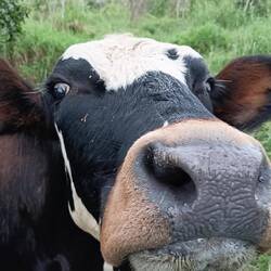 Cow. For milk, yoghurt, cheese. The dairy industry in the highlands has grown since we lived here