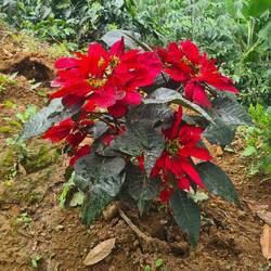 Poinsettia! It must be nearly Christmas