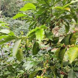 Coffee beans