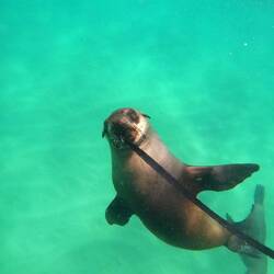 Die Babys haben immer mit unseren Schnüren der Wetsuits gespielt