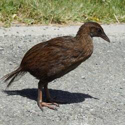 Weka