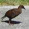Weka