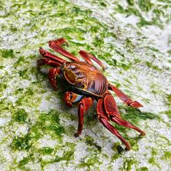 I spent ages watching this awesome Sally Lightfoot crab - it had no fear of my camera!