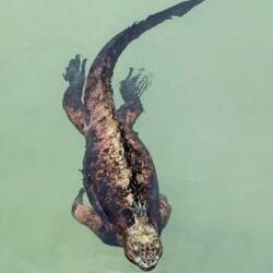 Good looking chap! These are the only sea-going iguanas in the world