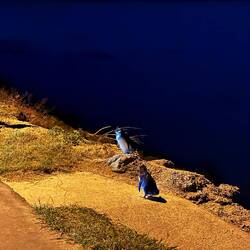 Little blue penguins