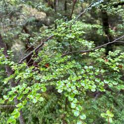 Red beech/tawhairaunui
