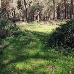 ...durch den Wald.