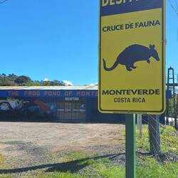 Obwohl es so viele Tiere in Costa Rica gibt, habe ich nur 1x ein totes am Strasssenrand gesehen.