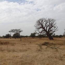 Ich glaube der Baobab steht nicht mehr lange