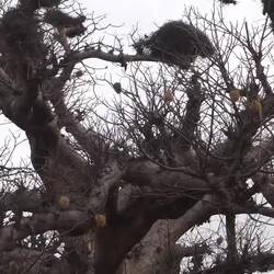 Was für ein riesiger, alter Baobab mit zahllosen Nestern