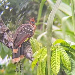 Hoatzin