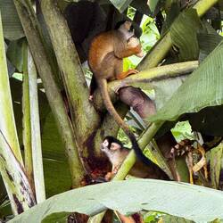 Totenkopfäffchen am Bananen schlemmen