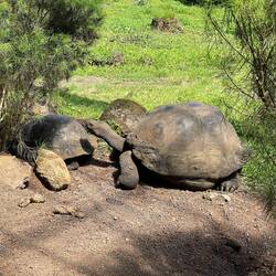Mögliche Schildkrötenpaarung