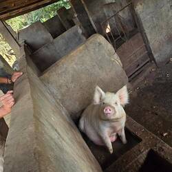 Schweine - eine Seltenheit im muslimischen Afrika