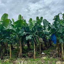 In mitten der Bananen Plantagen