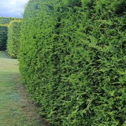 Chaque place est séparée par une haie comme celle ci