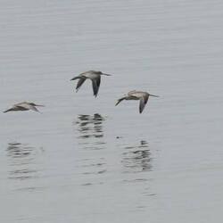 Een vlucht Regenwulpen