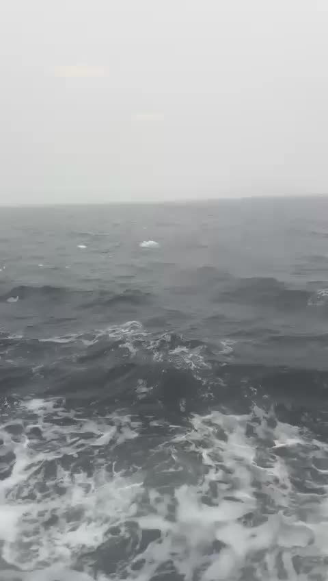 A quick glimpse of whales!