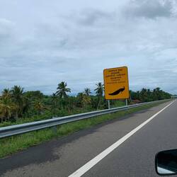Warnung vor Pfauen auf der Autobahn❗️
