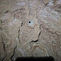 Fossil einer Schnecke