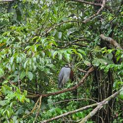 Tiger-Heron