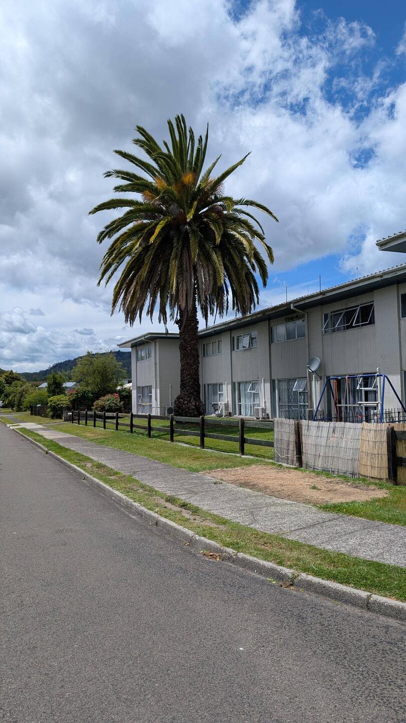 Riesige Palme auf dem Weg zum Maori Dorf