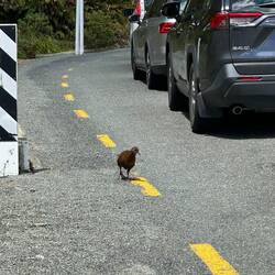 Weka - flightless bird. Stole our guide's lunch 😜