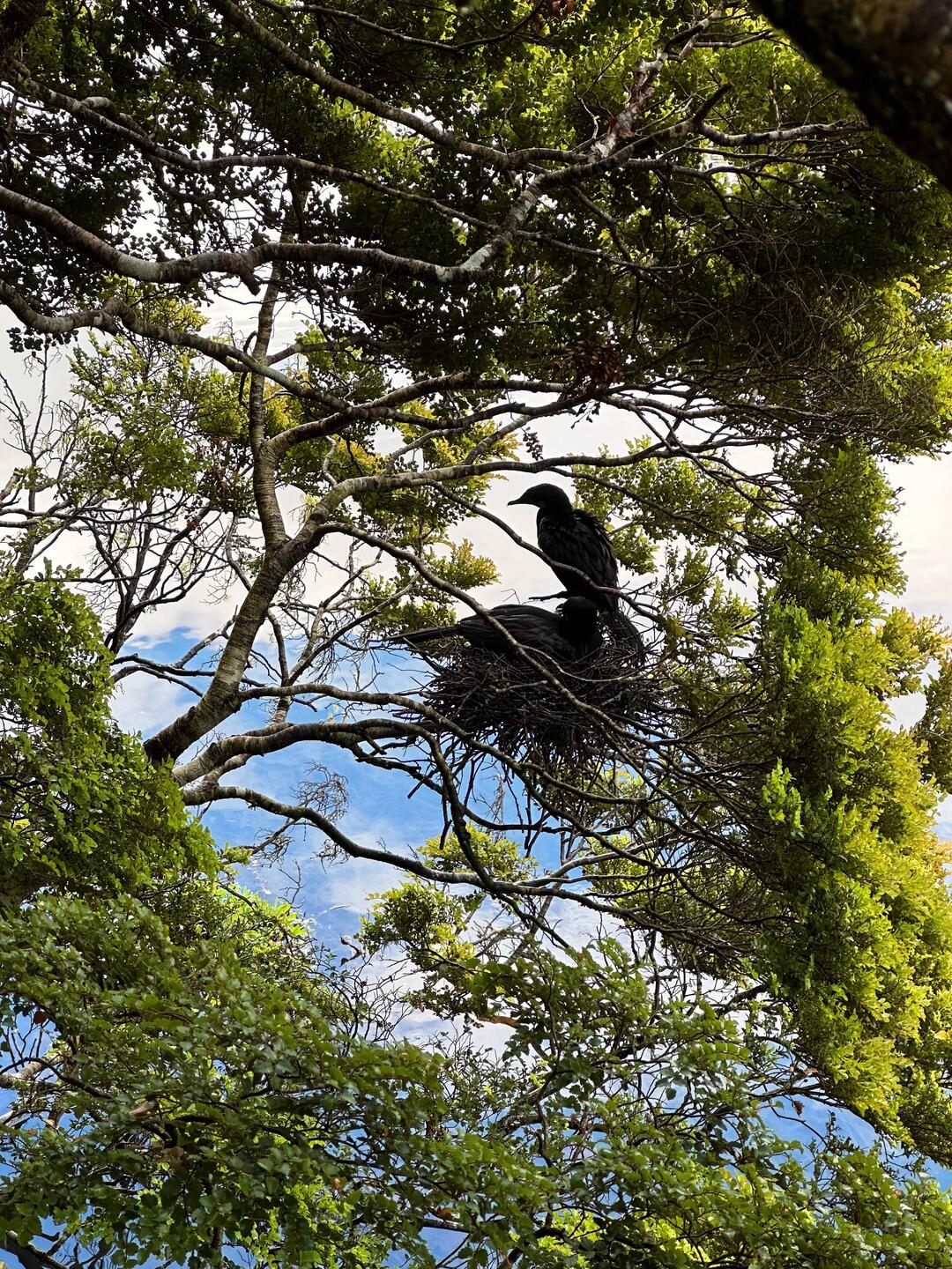 Scaup/pagango. We saw mom and dad handing off egg warming duties