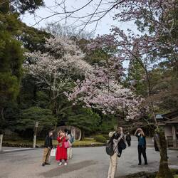 Un début de floraison