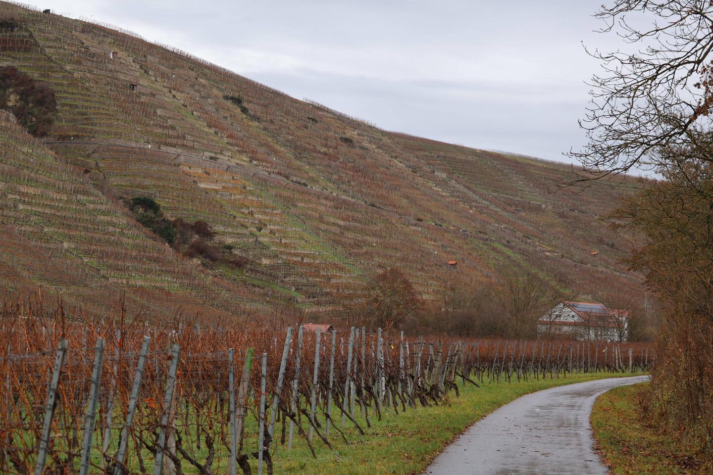 Weinberge im Neckertal