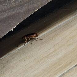 Ich teile mein Zimmer nicht mit diesen Dinger