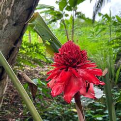Farbakzente im Dschungel