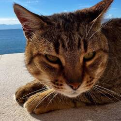 Der Burgkater der Bourtzi Festung
