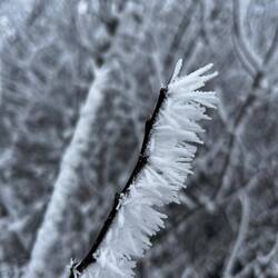 Filigranes Naturkunstwerk