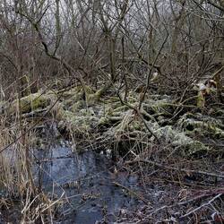 Moorgebiet