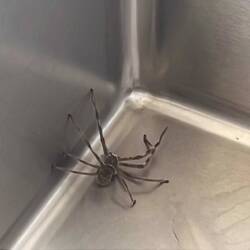 Im Waschbecken wartet noch ein größeres Exemplar