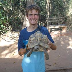 Eine Pantherschildkröte