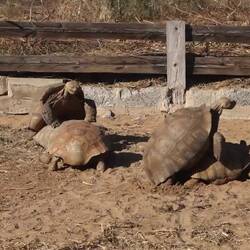 Die sorgen fleißig für den Erhalt ihrer Art